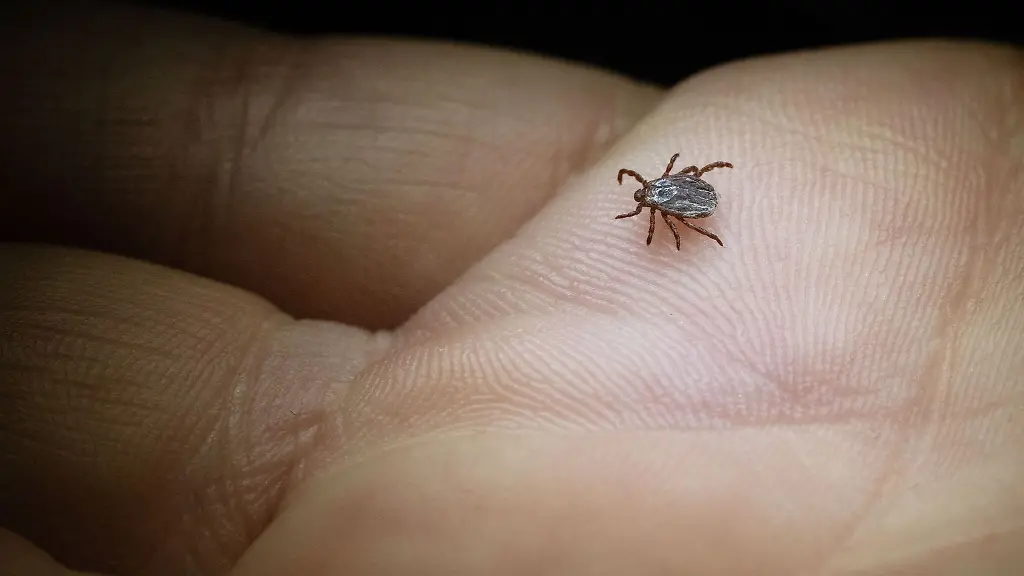 Die-Buntzecke-lebt-unter-anderem-auf-Wiesen-oder-Gruenstreifen-Archivbild