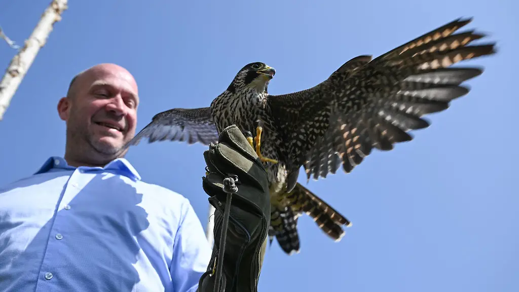 Regionale-Produkte-stuenden-fuer-Qualitaet-kurze-Wege-und-gelebte-Heimat-sagte-Hessens-Landwirtschaftsminister-Ingmar-Jung-Hier-mit-einem-Wanderfalken-auf-seiner-Hand