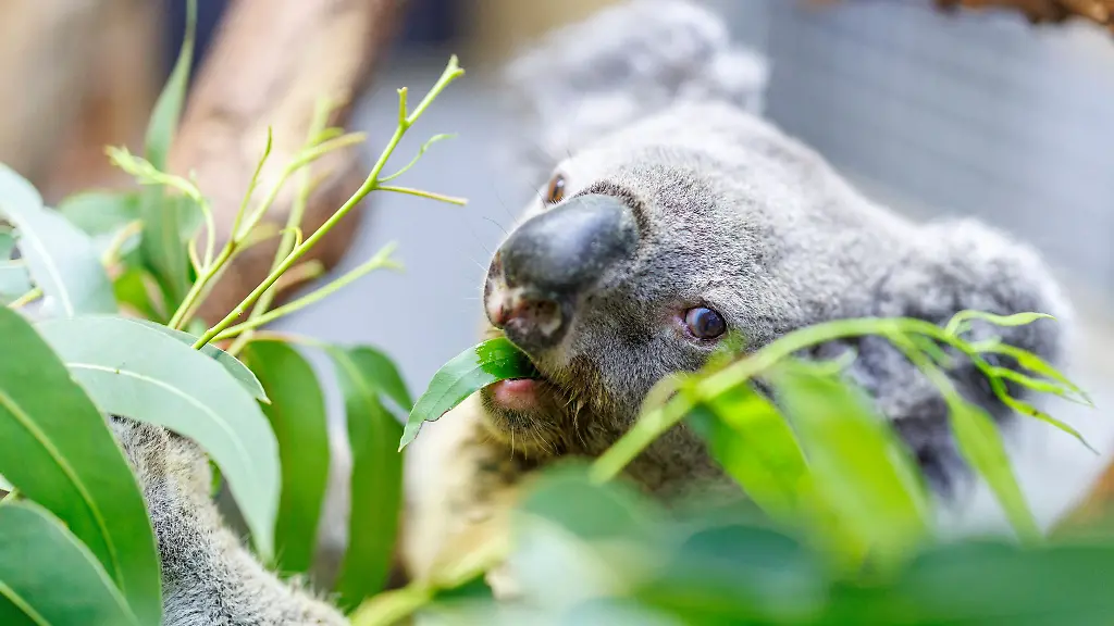 Das-aelteste-Koala-Maennchen-Europas-Irwin-ist-nach-kurzer-schwerer-Krankheit-eingeschlaefert-worden