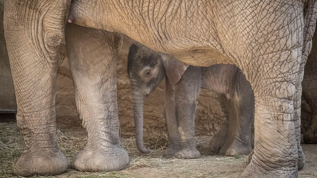 Kaja-ist-das-erste-Elefantenjunge-in-Hessen-seit-Jahrzehnten