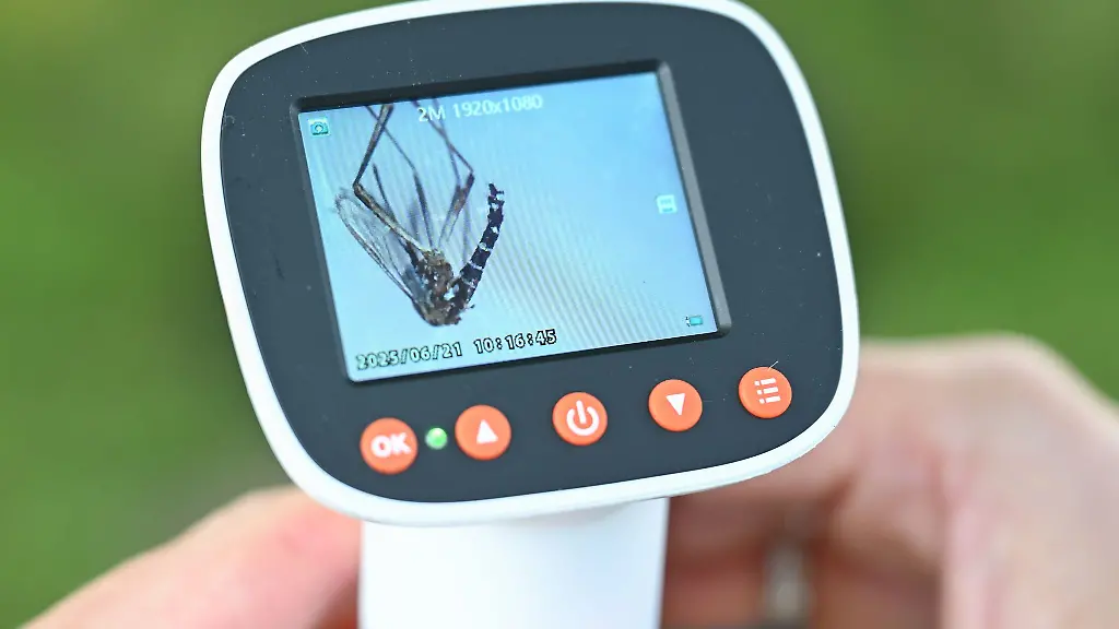 Die-Ueberwachung-der-Asiatischen-Tigermuecke-wird-im-Norden-ausgeweitet