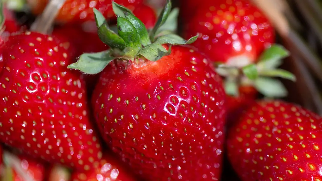 Obstbauer-hoffen-auf-bessere-Erdbeersaison-Anbauflaeche-wird-immer-geringer-Archivbild