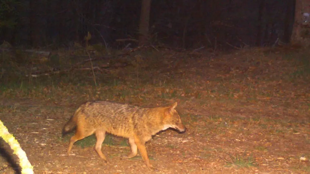 Erstmals-wurde-ein-Goldschakal-in-Rheinland-Pfalz-nachgewiesen