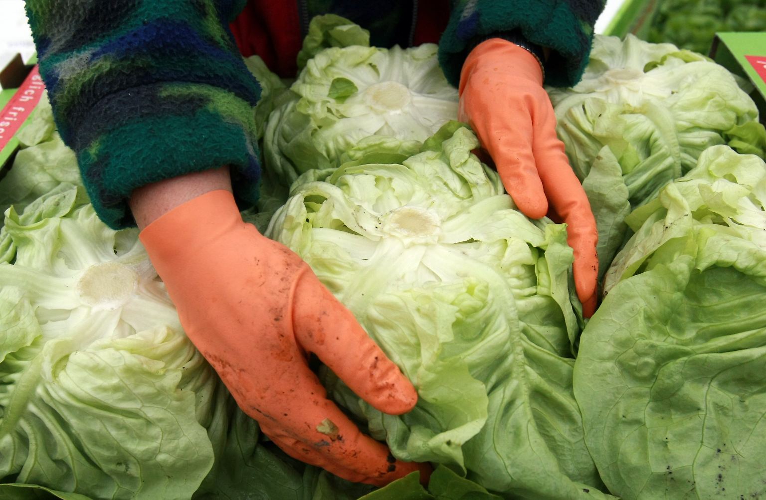 Jetzt haben wir den Salat!