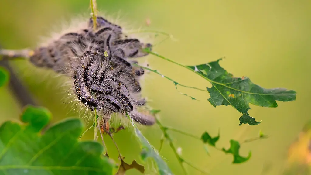 Eichenprozessionsspinner-sind-in-diesem-Jahr-trotz-Bekaempfung-insbesondere-im-Droemling-ein-Problem