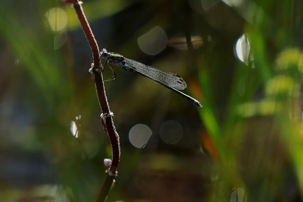 2025-06-07T113441Z-63941993-RC25Z2A4MTDN-RTRMADP-3-IRELAND-ENERGY-PEATLANDS