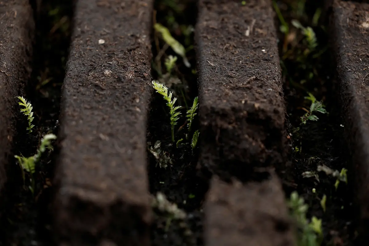 2025-06-07T113447Z-1923856719-RC2251AHF6YO-RTRMADP-3-IRELAND-ENERGY-PEATLANDS