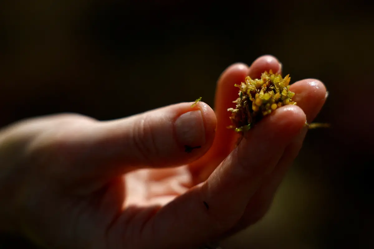 2025-06-07T113444Z-1142185090-RC20Z2A1F94R-RTRMADP-3-IRELAND-ENERGY-PEATLANDS