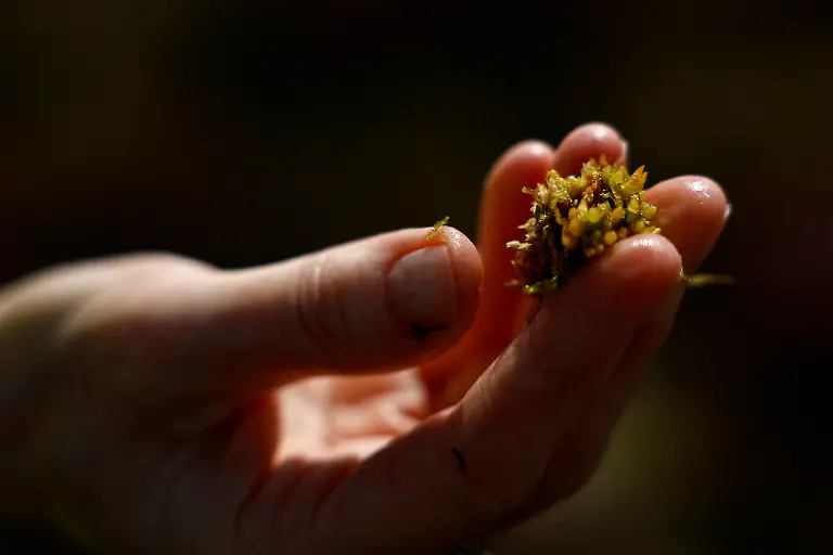 2025-06-07T113444Z-1142185090-RC20Z2A1F94R-RTRMADP-3-IRELAND-ENERGY-PEATLANDS