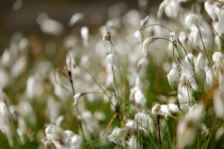 2025-06-07T113507Z-864968178-RC20Z2A28NNB-RTRMADP-3-IRELAND-ENERGY-PEATLANDS