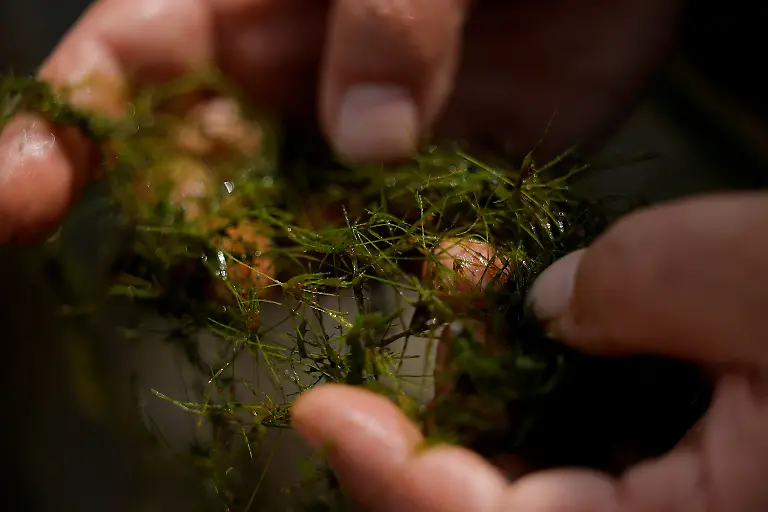 2025-06-07T113533Z-2047147308-RC20Z2A6YXE2-RTRMADP-3-IRELAND-ENERGY-PEATLANDS