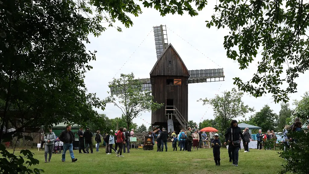 In-Bad-Dueben-hat-die-einst-in-Glesien-beheimatete-historische-Bockwindmuehle-ein-neues-Zuhause-gefunden-Zum-Muehlentag-lockte-sie-zahlreiche-Besucher-an