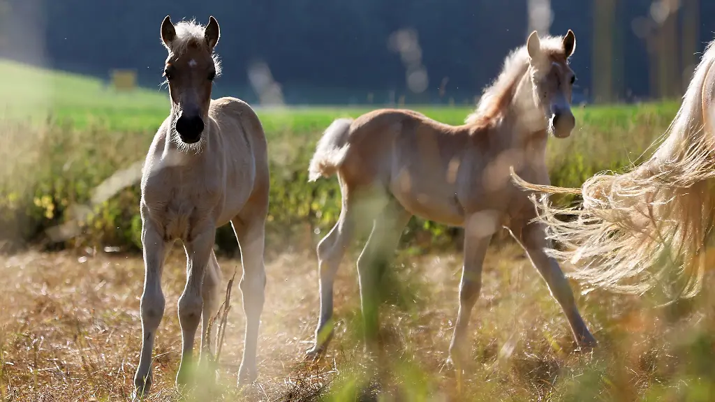 In-Heiligenstadt-hat-ein-Unbekannter-ein-Fohlen-toedlich-verletzt-Die-Polizei-schliesst-einen-Unfall-nach-bisherigen-Ermittlungen-aus-Der-Besitzer-entdeckte-das-Tier-am-Sonntagabend