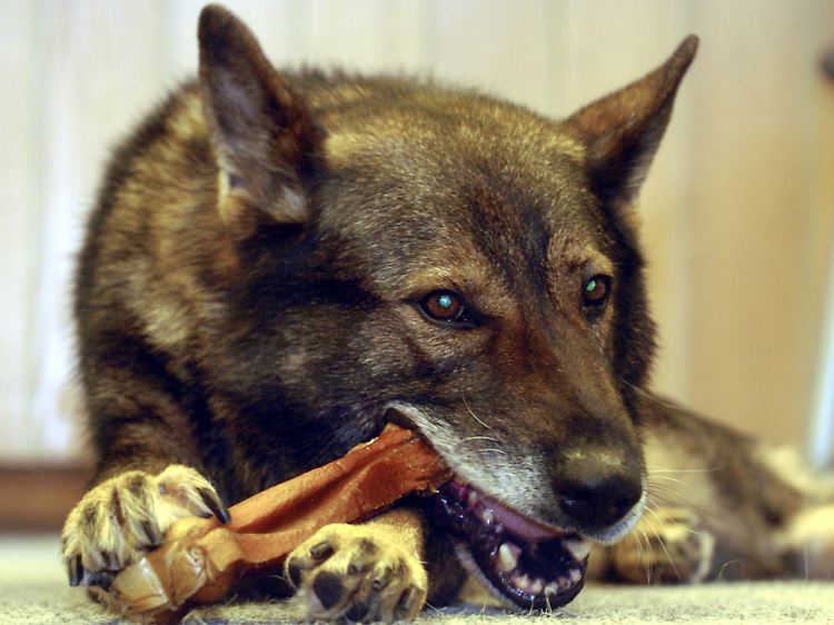 Veterinärmedizinier warnen davor, Hunde mit Knochen zu füttern, da das viele Gefahren birgt.