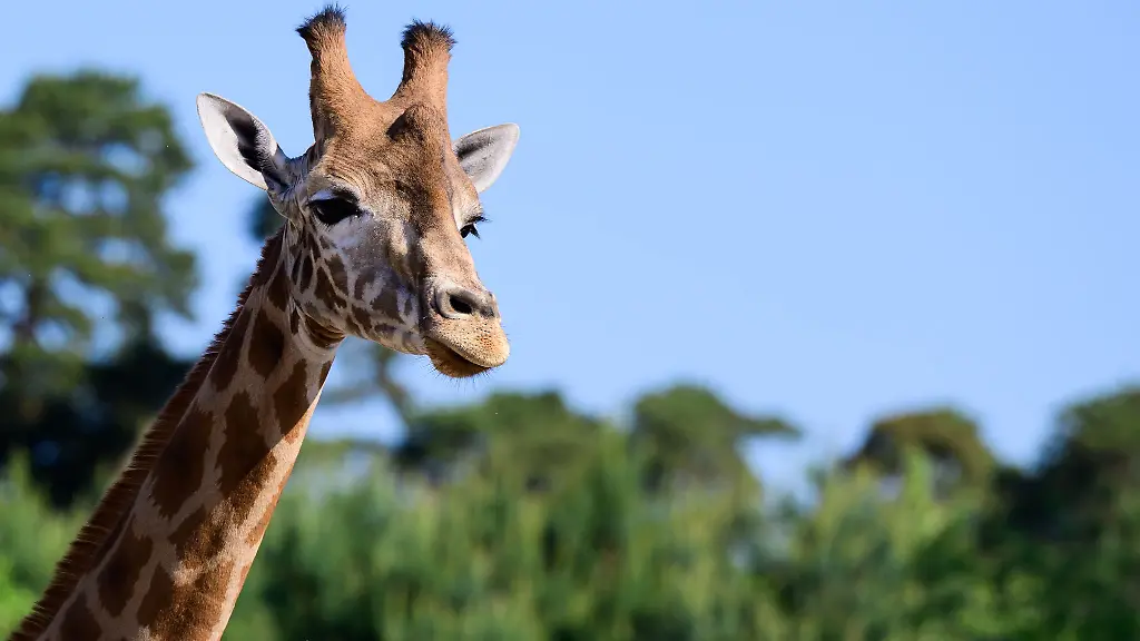 Im-weitlaeufigen-Zoo-im-niedersaechsischen-Hodenhagen-leben-drei-Giraffenarten-getrennt-voneinander-Das-ist-nach-Angaben-des-Serengeti-Parks-einmalig