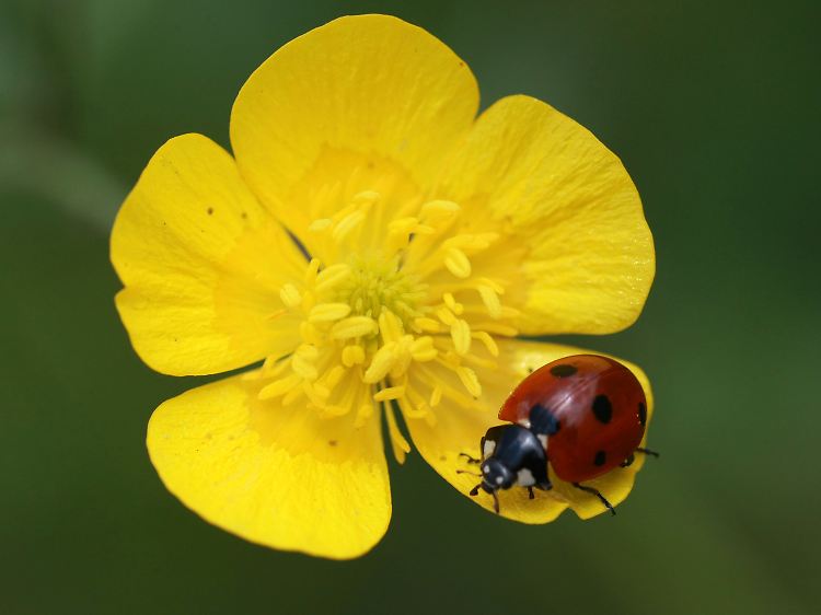 Marienkäfer sind Glückssymbole und völlig ungefährlich für den Menschen.