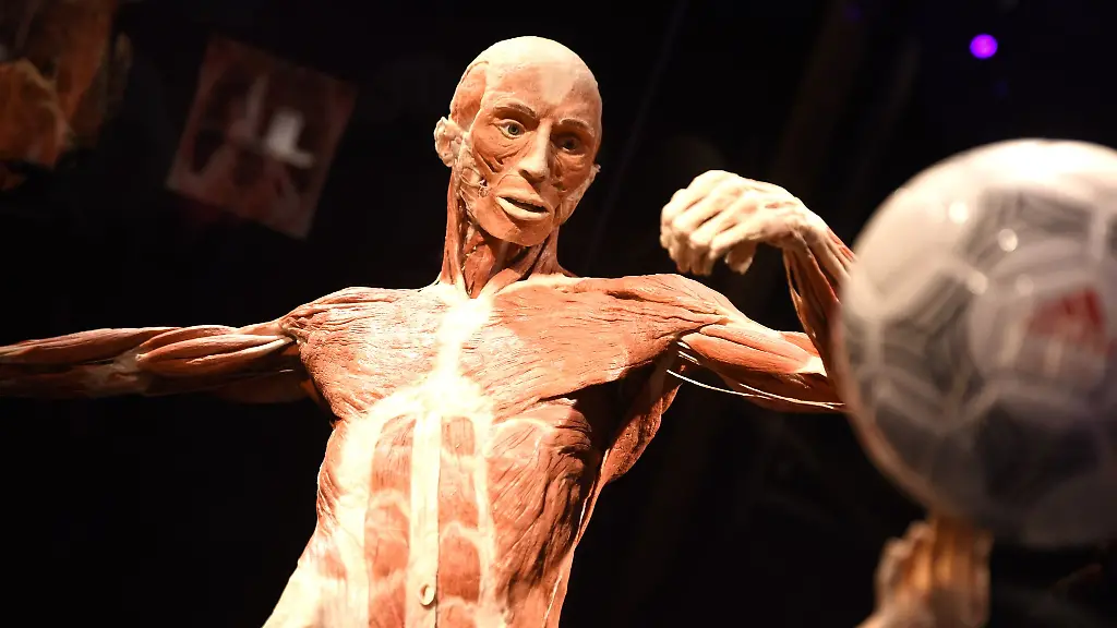 In-Hanau-ist-erstmals-die-Koerperwelten-Ausstellung-zu-sehen