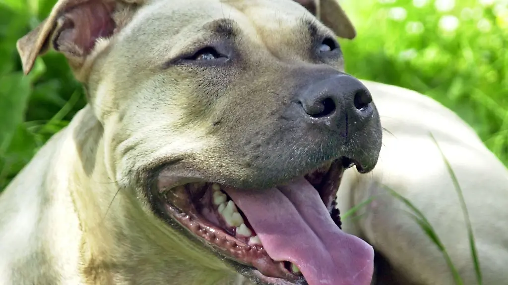 Ein-Hund-hat-einen-Mann-angegriffen-und-lebensgefaehrlich-verletzt