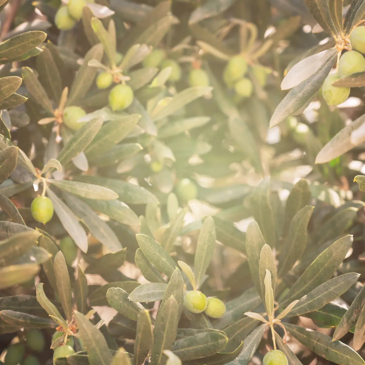 taxus baccata preisvergleich Säuleneibe - Taxus baccata Fastigiat…