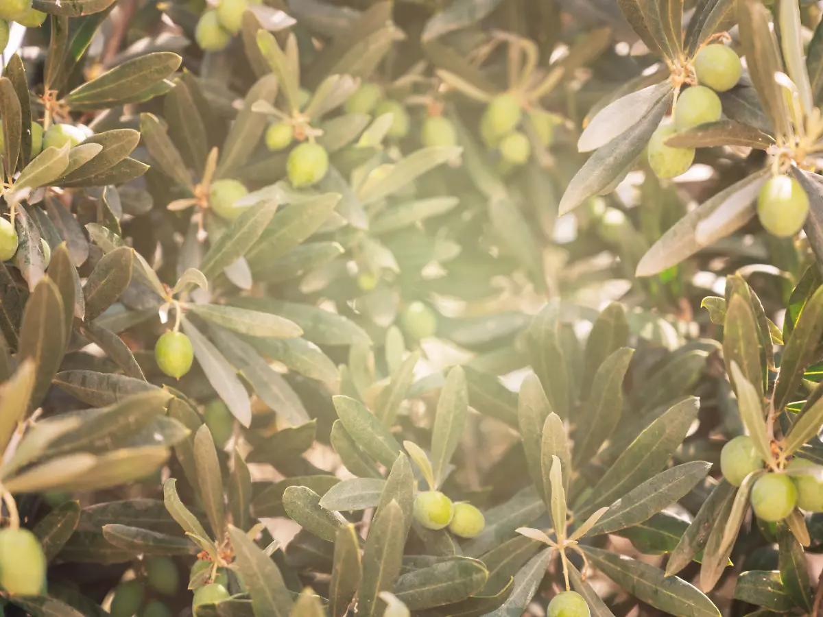 taxus baccata 200 cm Heimische Eibe main image 0
