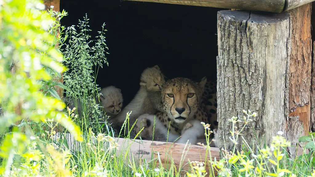 Knuffige-Raubkatzen-Die-Wilhelma-hat-Geparden-Nachwuchs