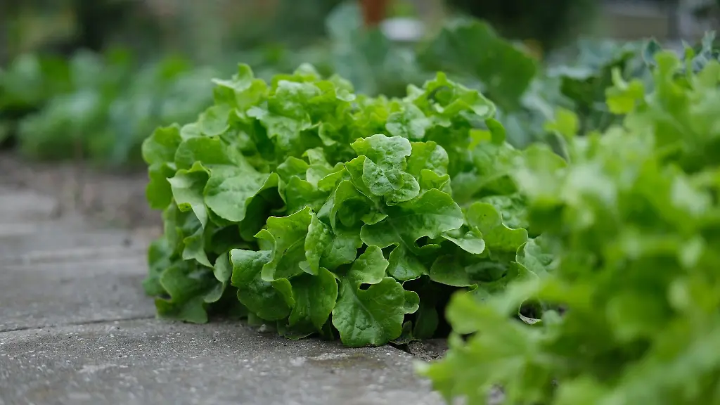Der-Kunde-ist-kein-Freund-von-diesem-Gruenzeug-Symbolbild