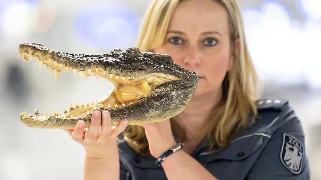 Einen-beschlagnahmten-Krokodilschaedel-zeigt-Zoellnerin-Isabell-Gillmann-am-Flughafen-Frankfurt