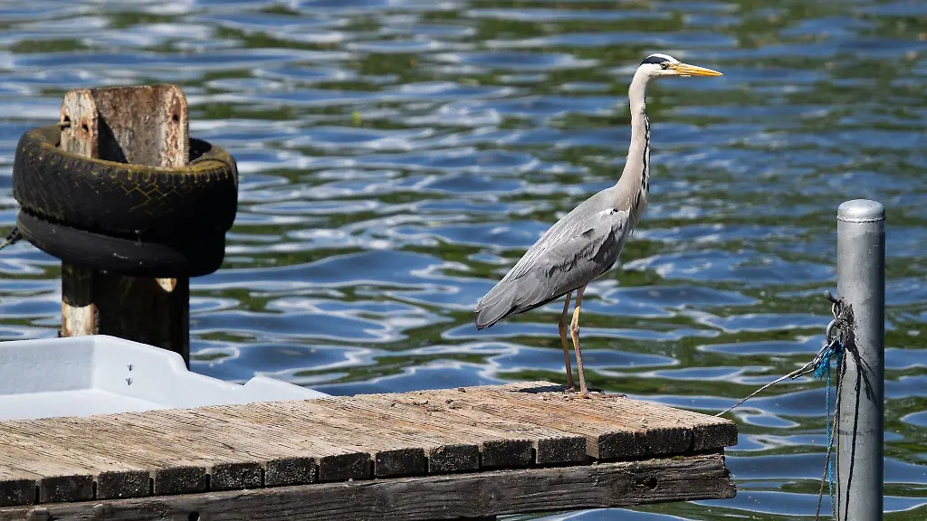 Thueringer-Naturschutzverbaende-fordern-einen-Jagdstopp-fuer-den-Graureiher-Der-Bestand-ist-laut-Monitoring-in-20-Jahren-um-zwei-Drittel-geschrumpft-heisst-es