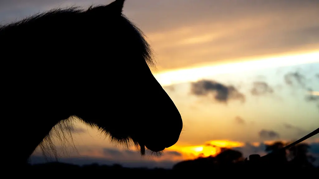 Die-Pferde-stammen-von-einer-Koppel-im-Main-Taunus-Kreis