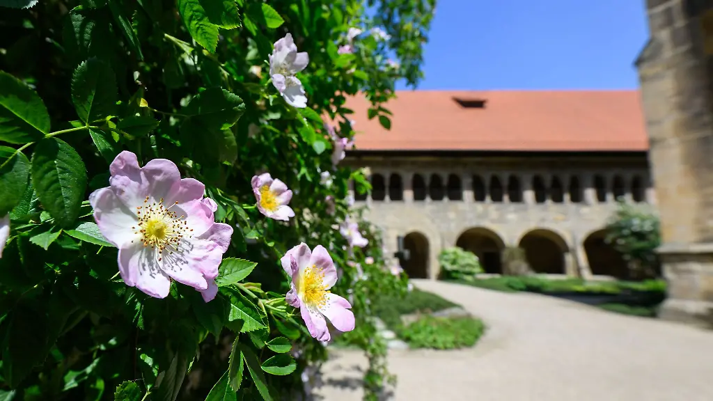 Die-beruehmteste-Rose-Hildesheims-erstrahlt-wieder