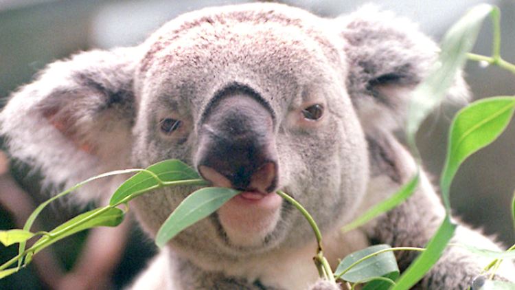 Koalas leben ausschließlich in Australien in freier Wildbahn. 