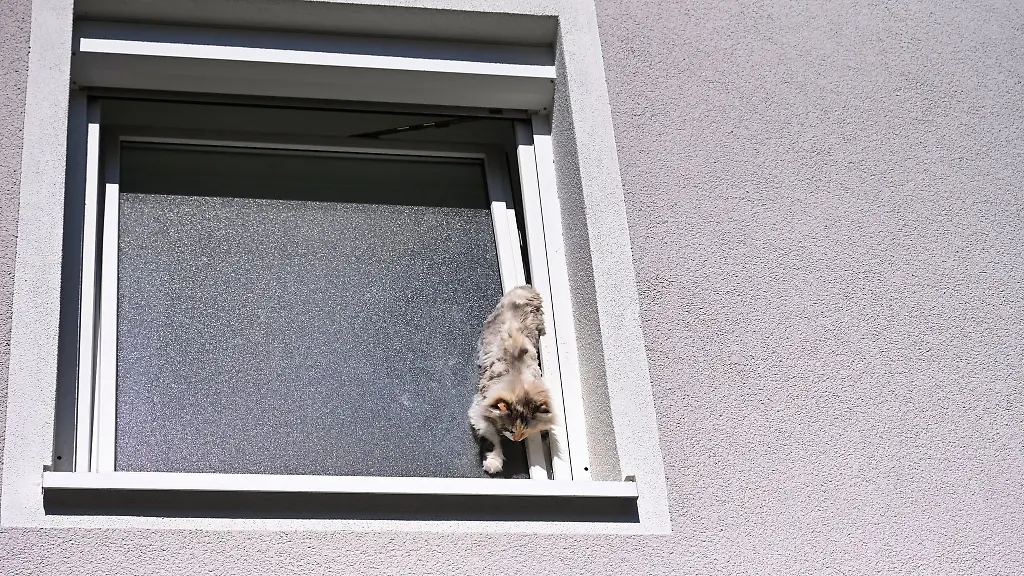 Eine-Katze-blieb-kopfueber-in-einem-Fensterspalt-stecken-und-musste-von-der-Feuerwehr-gerettet-werden