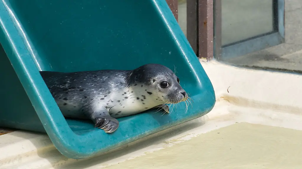 Im-Aufzuchtbereich-soll-Heuler-Ariel-auf-ein-Leben-in-Freiheit-vorbereitet-werden