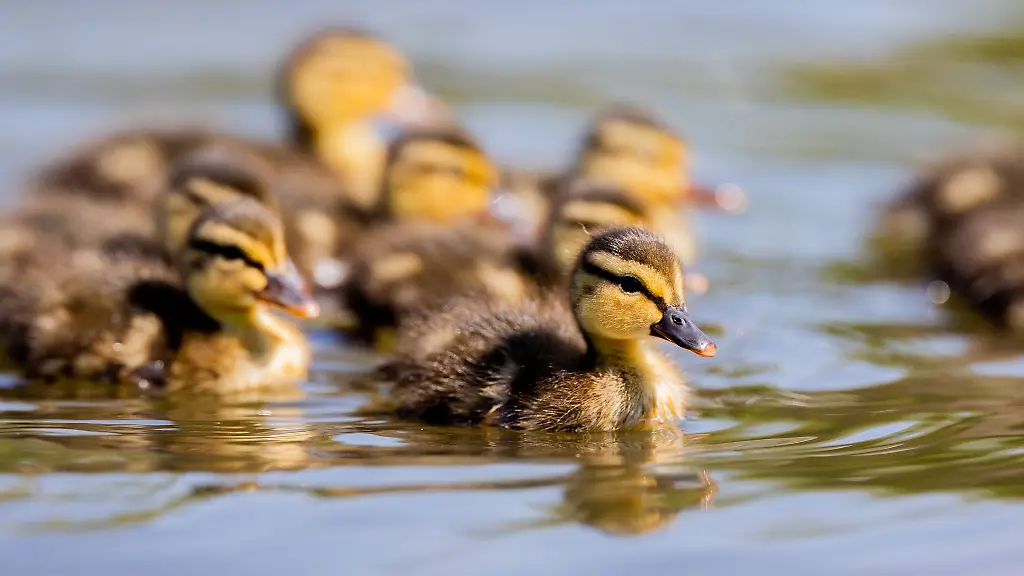 Mehrere-Enten-wie-diese-mussten-von-der-Feuerwehr-aus-einem-Guellesilo-gerettet-werden