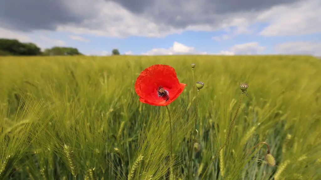 In-Thueringen-war-es-mit-einer-Mitteltemperatur-von-9-1-Grad-in-diesem-Fruehjahr-deutschlandweit-mit-am-kuehlsten