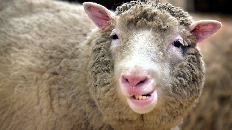 Klonschaf Dolly wurde im Februar 1997 der Öffentlichkeit vorgestellt und zierte danach weltweit die Titelseiten. Dolly war einzigartig, gerade weil sie es nicht war. Mit der Studie zu ihrer Entstehung begann das Klonzeitalter.