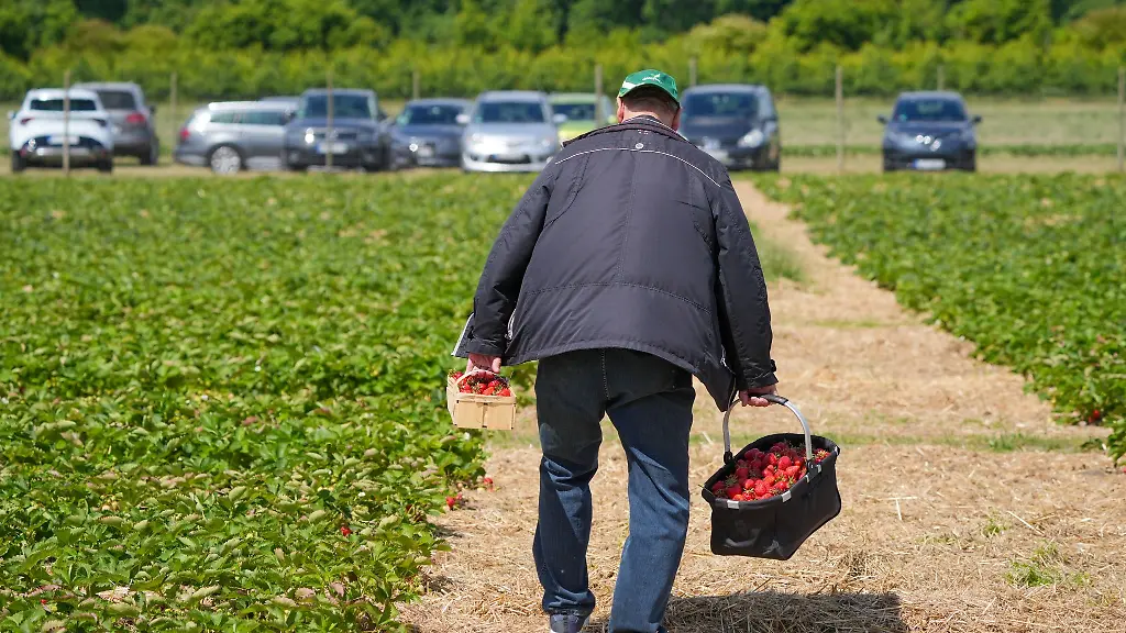 Viele-Erdbeerhoefe-informieren-tagesaktuell-ueber-die-Oeffnungszeiten