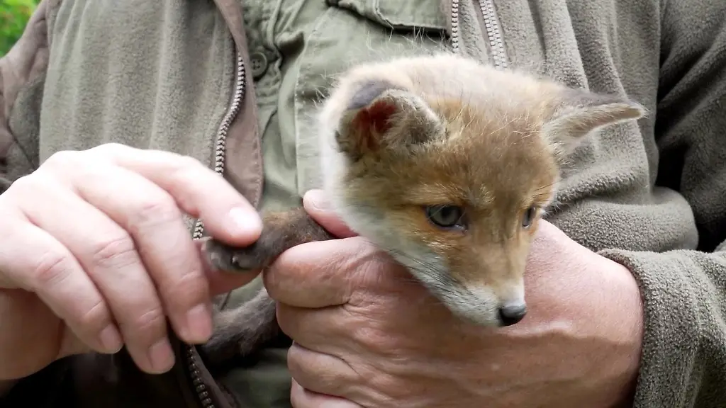 Eigenstaendig-konnte-sich-der-Fuchs-nicht-aus-der-misslichen-Lage-befreien