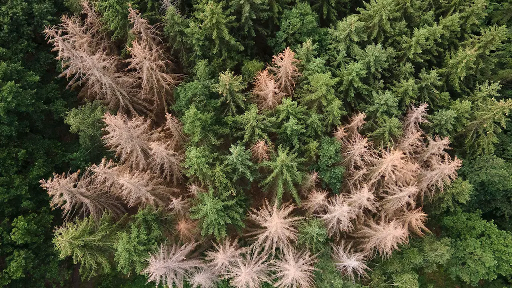 Land-unterstuetzt-private-Waldbesitzer