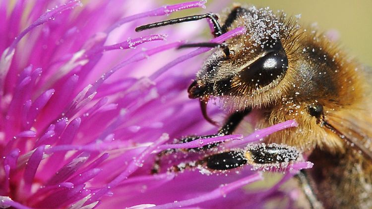 Bienen tauchen ihre Zunge in den Nektar und ziehen sie dann zurück.