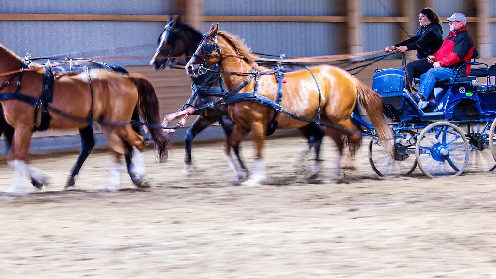 Vier-PS-vor-der-Kutsche