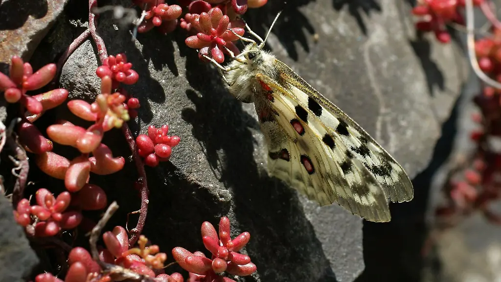 Alles-dreht-sich-um-diesen-Falter-Der-Apollofalter-ist-in-den-Steillagen-zu-Hause