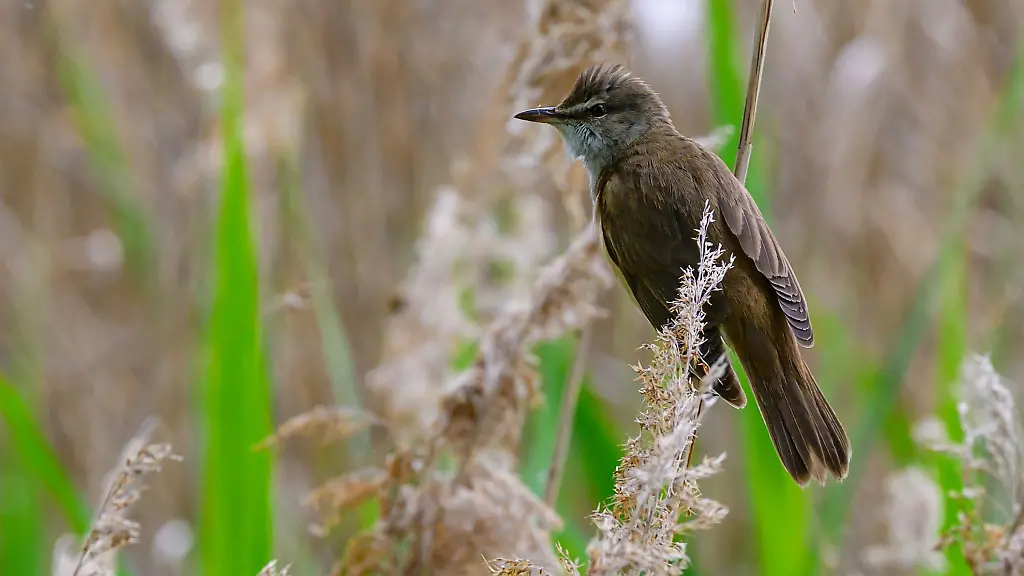 Auch-um-ihn-geht-es-den-Drosselrohrsaenger