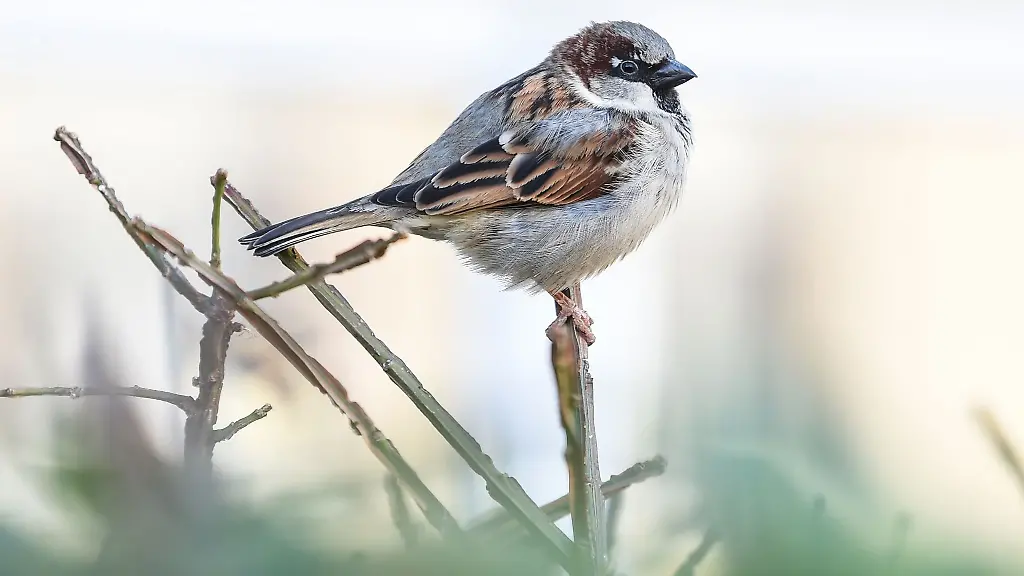 Bei-der-Vogelzaehlung-sind-deutlich-weniger-Spatzen-gesichtet-worden