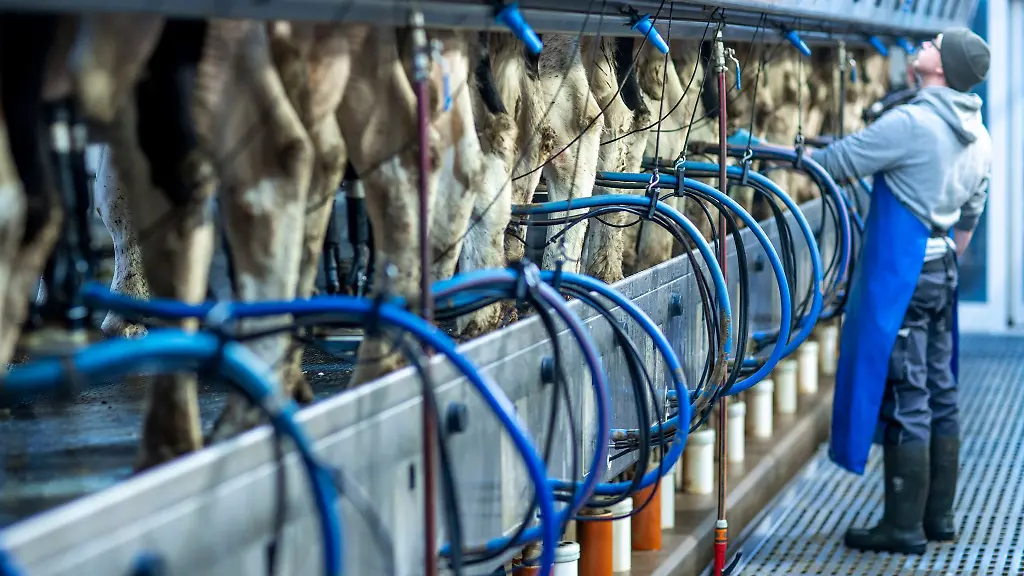 Die-Zahl-der-Milchkuehe-sinkt-in-Mecklenburg-Vorpommern-seit-Jahren