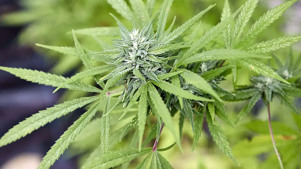 Im-Raum-Augsburg-sollen-in-Verkaufsautomaten-auch-Cannabispflanzen-angeboten-worden-sein-Eine-Frau-muss-sich-deswegen-nun-vor-Gericht-verantworten