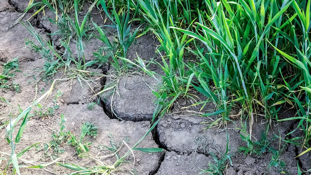 Zu-wenig-Regen-fuer-Thueringens-Felder-im-Fruehjahr