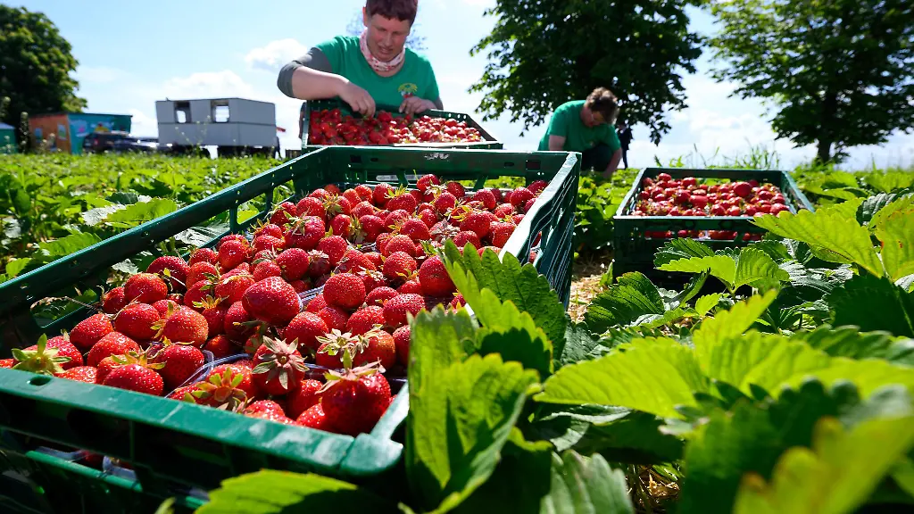 Auf-Sachsens-Feldern-sind-die-Erdbeeren-reif-fuer-die-Ernte