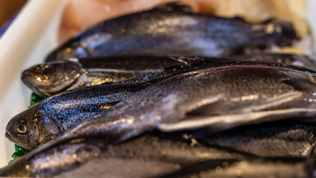 Rund-zwei-Drittel-der-Thueringer-Speisefischerzeugung-entfallen-auf-Regenbogenforellen