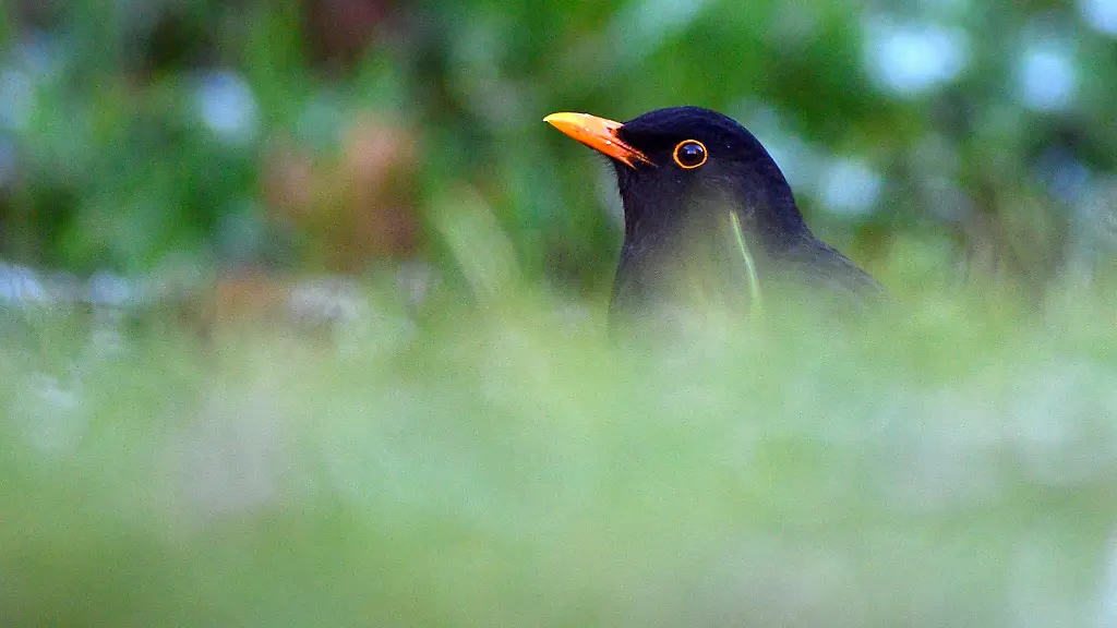 Bei-der-aktuellen-Vogelzaehlung-im-Mai-wurden-deutlich-weniger-Amseln-pro-Garten-gemeldet